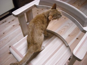cat&chair.JPG